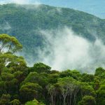 Forests preservation, growth mandatory to mitigate climate change impacts