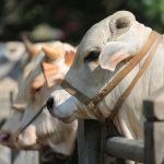 Skyrocketing prices of animals forces people towards ‘Ijtamai Qurbani’