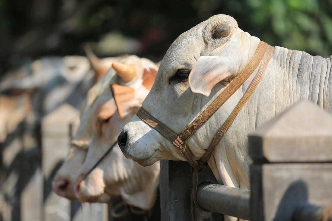 Skyrocketing prices of animals forces people towards ‘Ijtamai Qurbani’