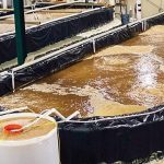 Biofloc fish farming–boon or bane