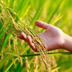 Chinese company donates hybrid rice seeds to Balochistan