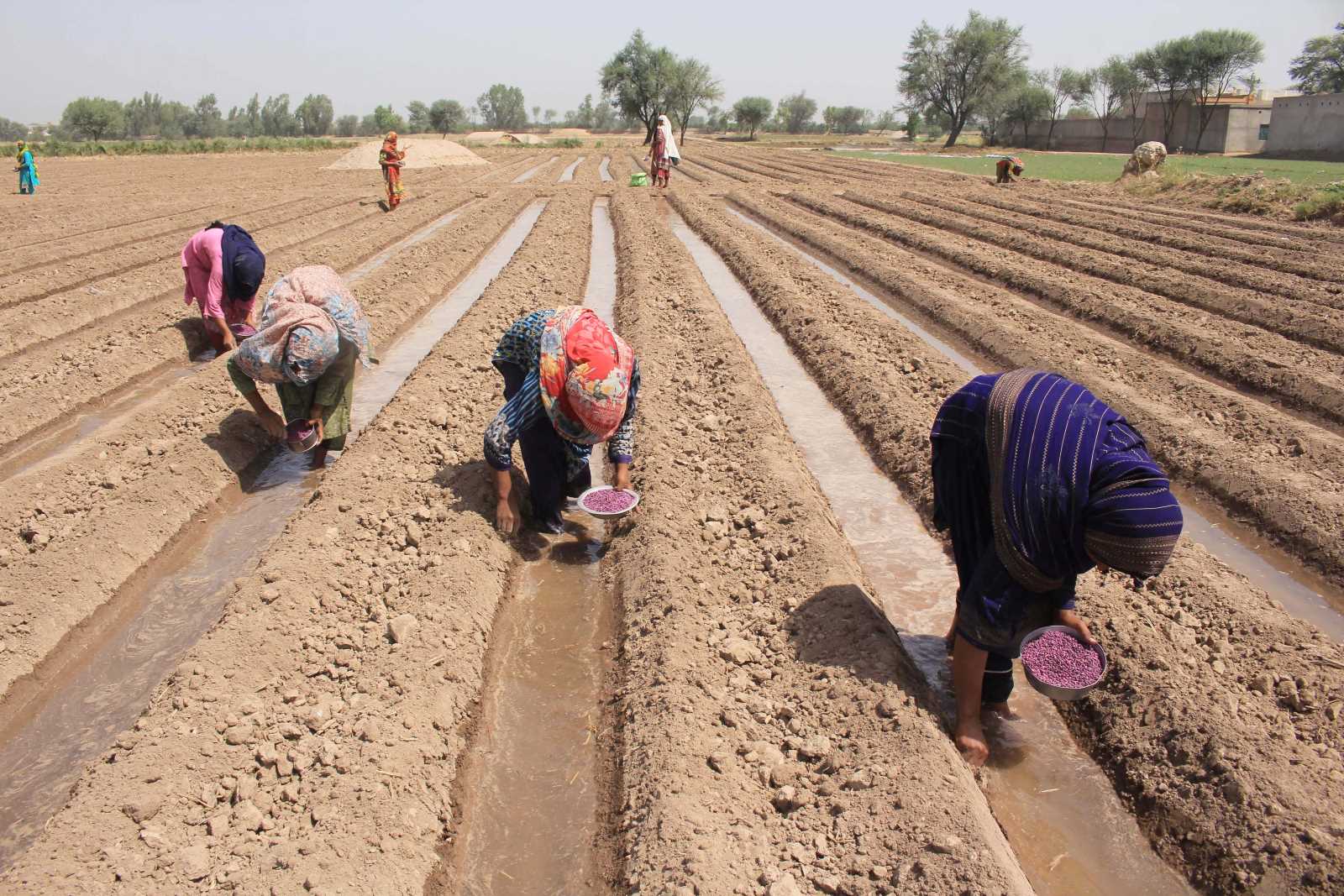 Pakistan gears up to improve cotton production after low yield last year