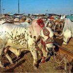 Sacrificial animals' prices skyrocket with Eidul Azha just 2 weeks away