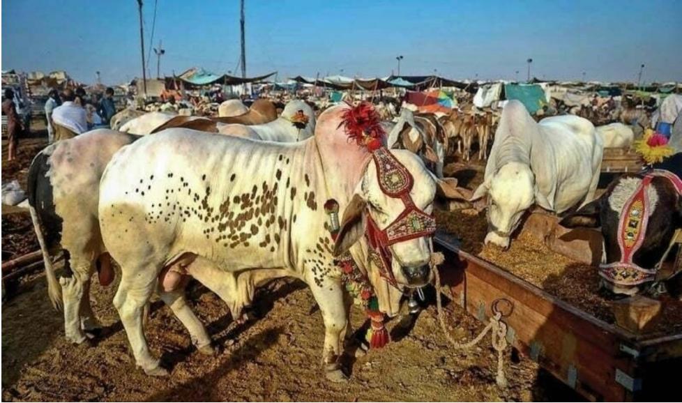 Sacrificial animals' prices skyrocket with Eidul Azha just 2 weeks away