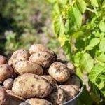 Pak-Korea program on certified seed system to yield 160,000 tons of seed potatoes