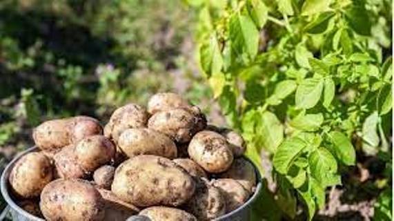 Pak-Korea program on certified seed system to yield 160,000 tons of seed potatoes