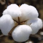 Cotton
