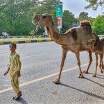 A youngster on the way along with camel on Rawal Dam Road while looking for customers to sell milk in Federal Capital