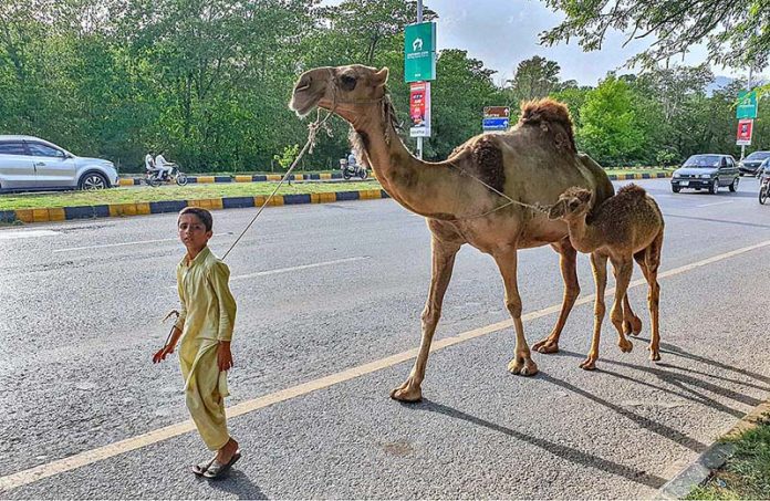 A youngster on the way along with camel on Rawal Dam Road while looking for customers to sell milk in Federal Capital