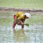 A farmer women busy in seedling the rice crop in her field