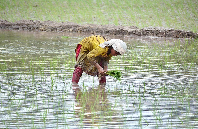 A farmer women busy in seedling the rice crop in her field