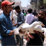 A roadside vender displaying ducks to attract the customers in Friday bazaar at Fort road