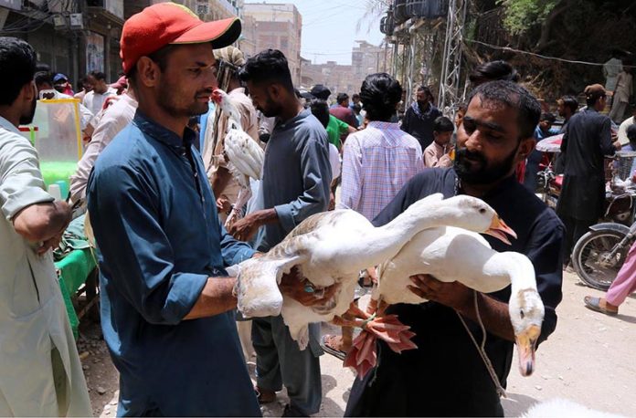 A roadside vender displaying ducks to attract the customers in Friday bazaar at Fort road