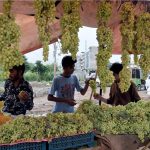 A young vendor selling grapes at his roadside setup in the Federal Capital.