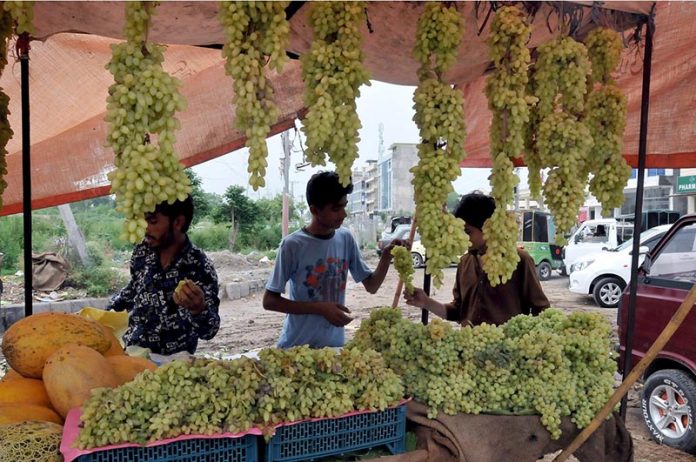A young vendor selling grapes at his roadside setup in the Federal Capital. A young vendor selling grapes at his roadside setup in the Federal Capital.