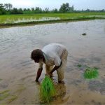A farmer busy in seedling rice crop in his field along Lahore Road.