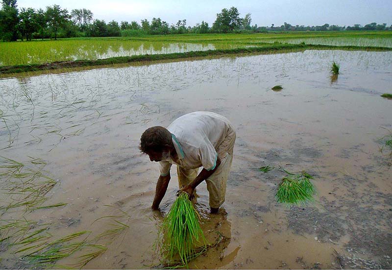 A farmer busy in seedling rice crop in his field along Lahore Road.