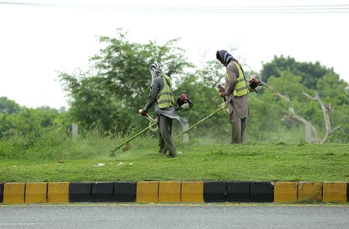 CDA workers busy in trimming grass alongside the Islamabad Expressway