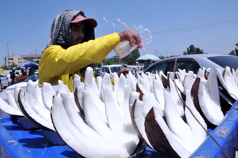 A vendor sprinkling water on coconut to keep them fresh during hot day in the Federal Capital