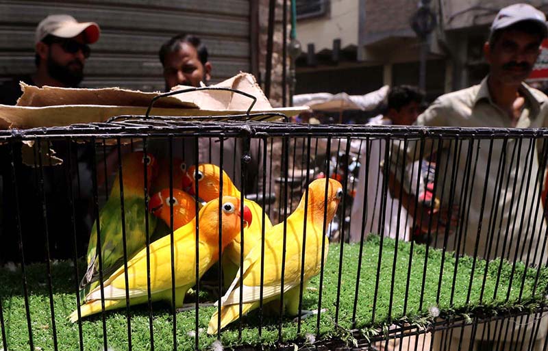 A roadside vender displaying ducks to attract the customers in Friday bazaar at Fort road