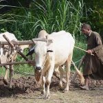 A farmer ploughing field in a traditional way with the help of bulls for next crop in the outskirts of the city