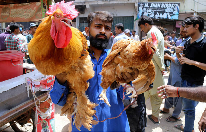 A roadside vender displaying ducks to attract the customers in Friday bazaar at Fort road