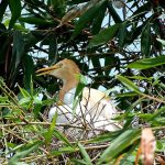 A bird is sitting on the eggs at her nest