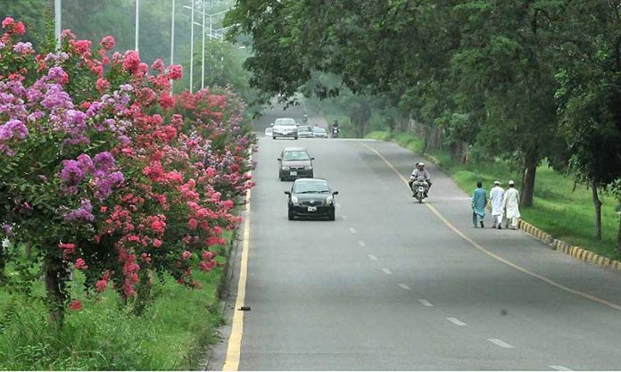 An attractive view of seasonal flowers flourishing and blooming at roadside in the Federal Capital