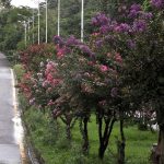 An attractive view of seasonal flowers flourishing and blooming after rain at roadside in the Federal Capital.