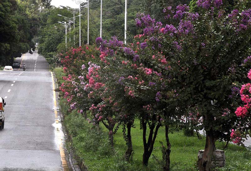 An attractive view of seasonal flowers flourishing and blooming after rain at roadside in the Federal Capital.