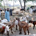 Vendors are waiting for customers on the last day of Sacrifice to sell the sacrificial animal at Khanna Pul area