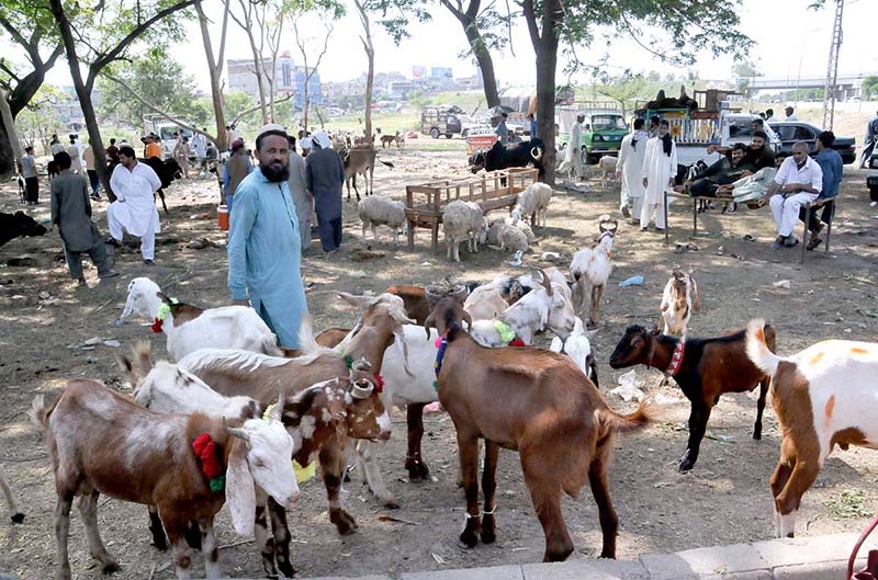 Vendors are waiting for customers on the last day of Sacrifice to sell the sacrificial animal at Khanna Pul area