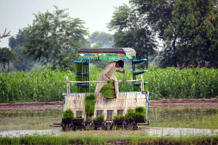 Farmer using modern agriculture machine for seedling of rice crop in his field.