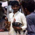 A roadside vender displaying rooster to attract the customers in Friday bazaar at Ring road to earn their livelihood