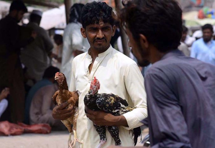 A roadside vender displaying rooster to attract the customers in Friday bazaar at Ring road to earn their livelihood