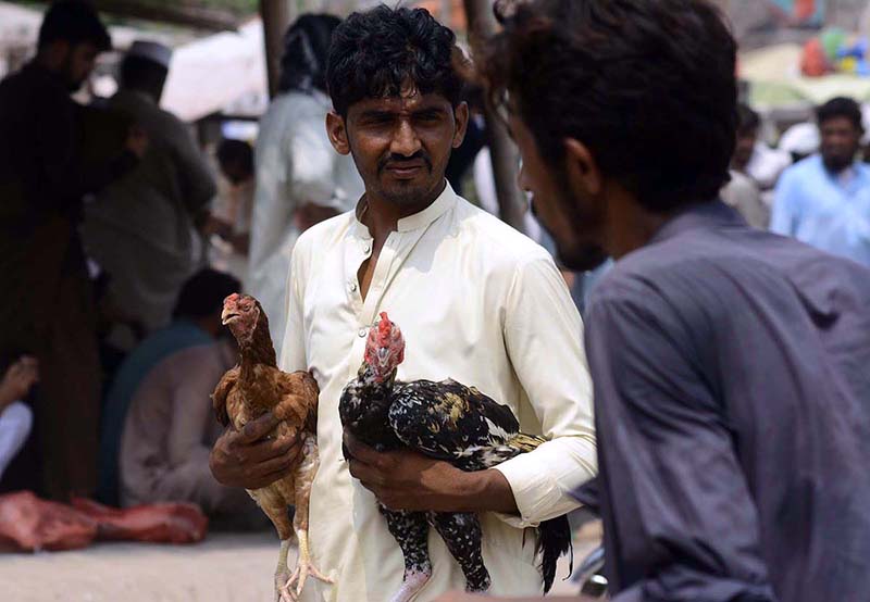 A roadside vender displaying rooster to attract the customers in Friday bazaar at Ring road to earn their livelihood
