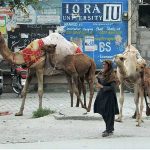 Female vendor selling camel milk at a roadside
