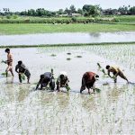 Farmers seeding the rice crop in their field
