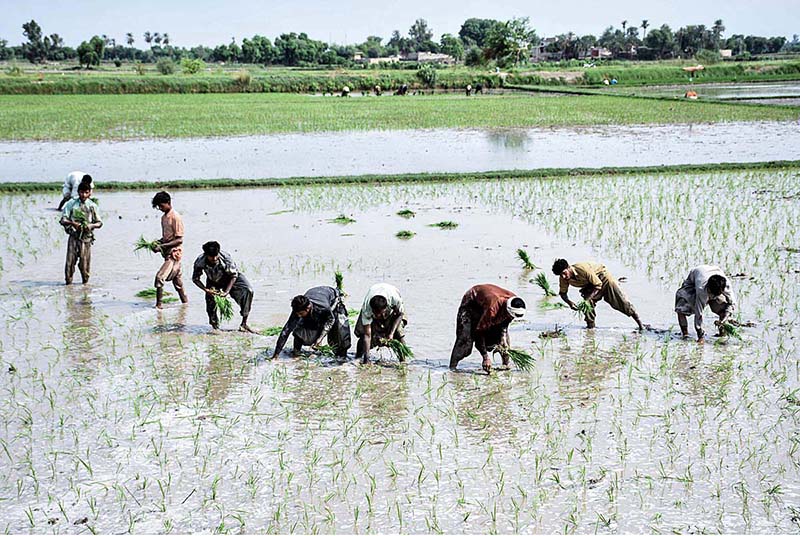 Farmers seeding the rice crop in their field