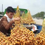 A vendor displaying bunches of dates on a van to attract customers at Islamabad Expressway