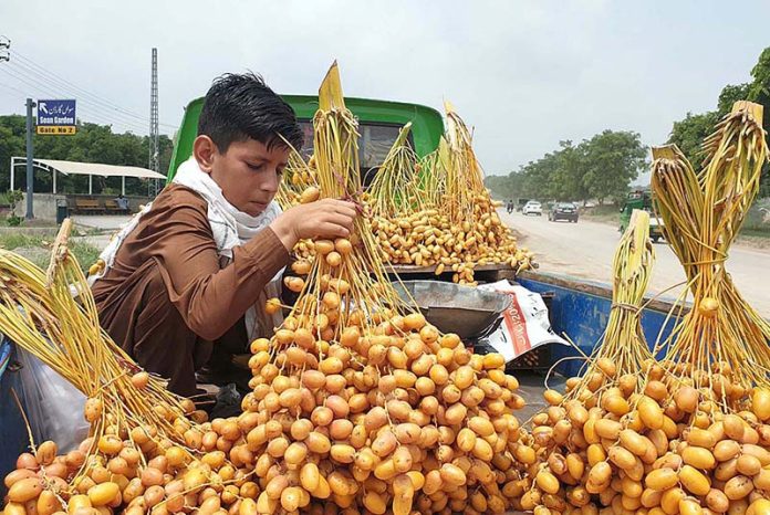 A vendor displaying bunches of dates on a van to attract customers at Islamabad Expressway