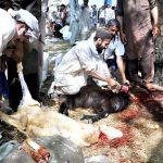 People sacrificing animal following the Sunnah Ibrahim on the last day of Sacrifice at Khanna Pul area