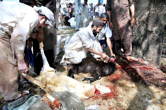 People sacrificing animal following the Sunnah Ibrahim on the last day of Sacrifice at Khanna Pul area