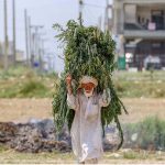 A man on the way carrying branches of tree on his shoulders at Misrial Road
