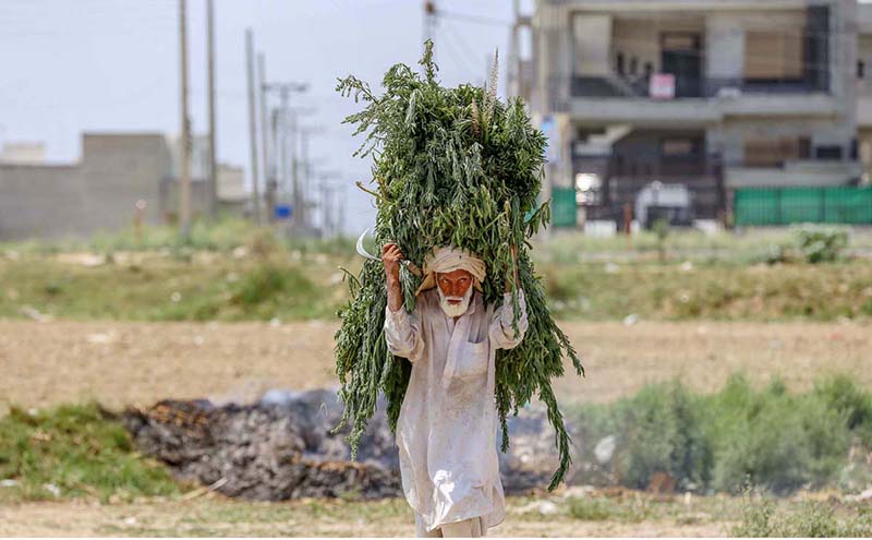A man on the way carrying branches of tree on his shoulders at Misrial Road