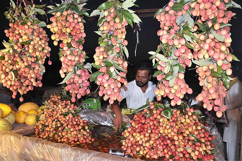 A vendor arranging and displaying seasonal fruit (Lychee) to keep fresh at his roadside setup at Federal Capital