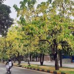 A beautiful view of seasonal flowers flourishing on trees at F-7 in Federal Capital