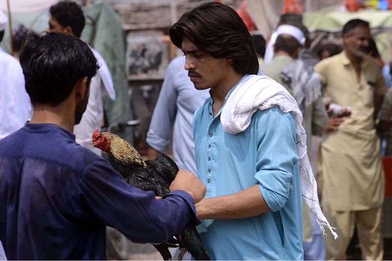 A roadside vender displaying rooster to attract the customers in Friday bazaar at Ring road to earn their livelihood