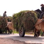 Bull cart holders on the way loaded with green fodder for animals after cutting from the field