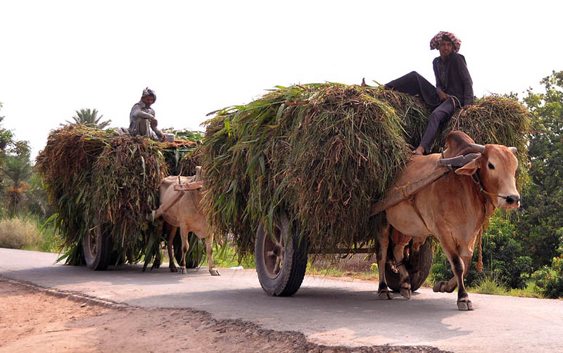 Bull cart holders on the way loaded with green fodder for animals after cutting from the field